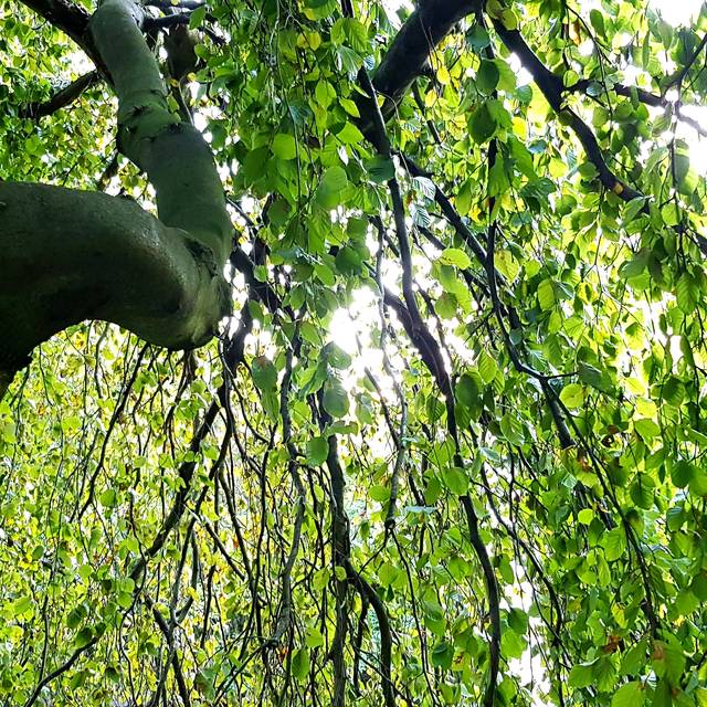 Ein Baum von unten aufgenommen