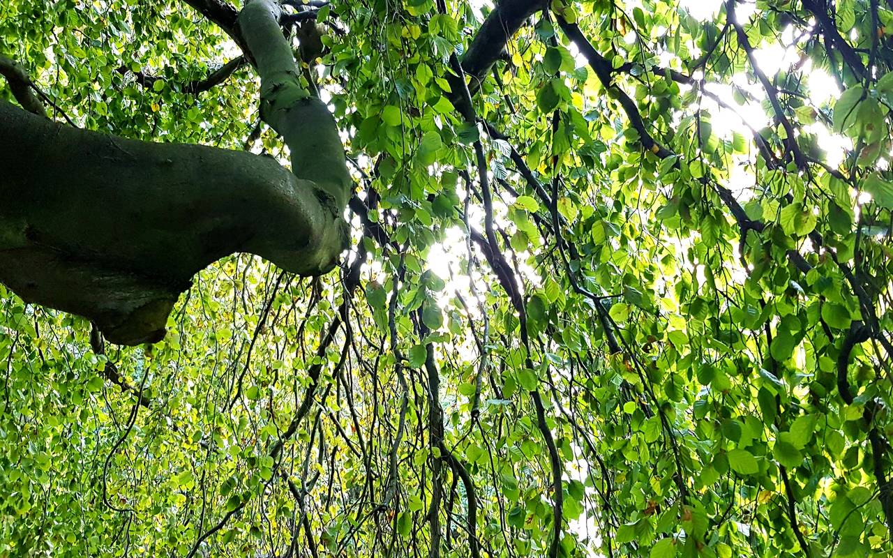 Ein Baum von unten aufgenommen