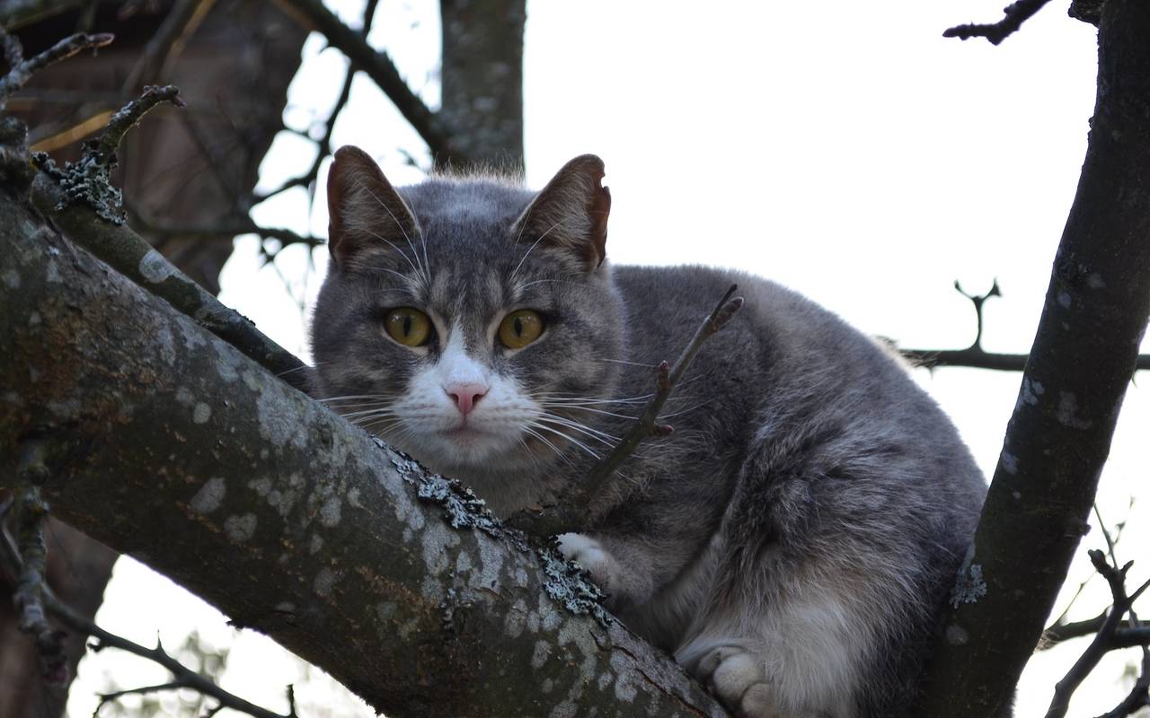 Eine graue Katze sitzt in einem Baum und schaut in die Kamera.