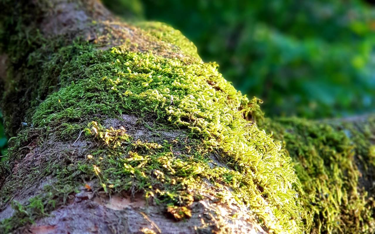 Baumstamm, bedeckt mit Moos