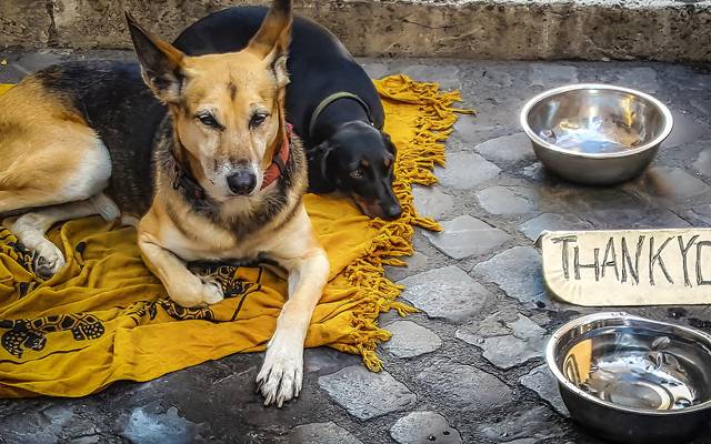 Zwei Hunde auf einer gelben Decke, Obdachlose