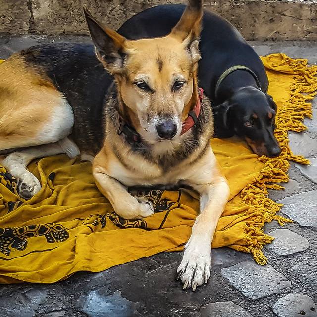 Zwei Hunde auf einer gelben Decke, Obdachlose