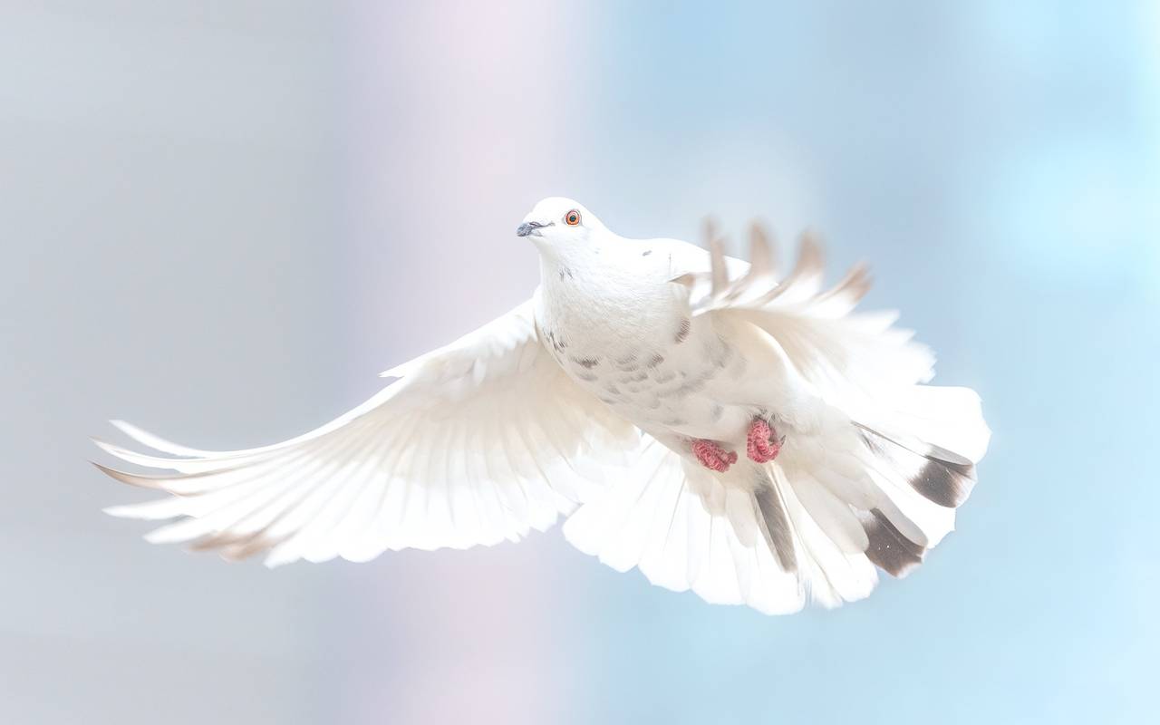 Eine Friedenstaube im Flug.