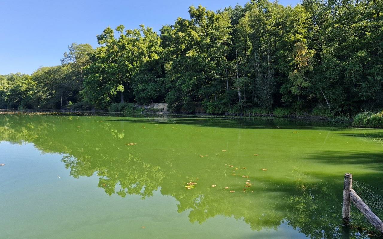 Die Wasseroberfläche des Zameksees ist fast komplett von Blaualgen bedeckt. Im Hintergrund des Sees stehen Bäume.