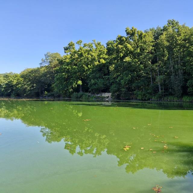 Die Wasseroberfläche des Zameksees ist fast komplett von Blaualgen bedeckt. Im Hintergrund des Sees stehen Bäume.