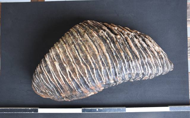 Der Backenzahn eines Mammuts wird vermessen. Er wiegt rund vier Kilogramm.