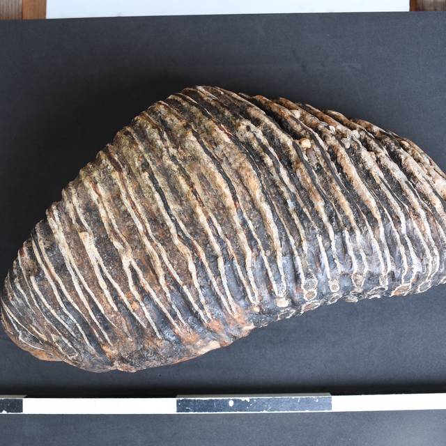 Der Backenzahn eines Mammuts wird vermessen. Er wiegt rund vier Kilogramm.