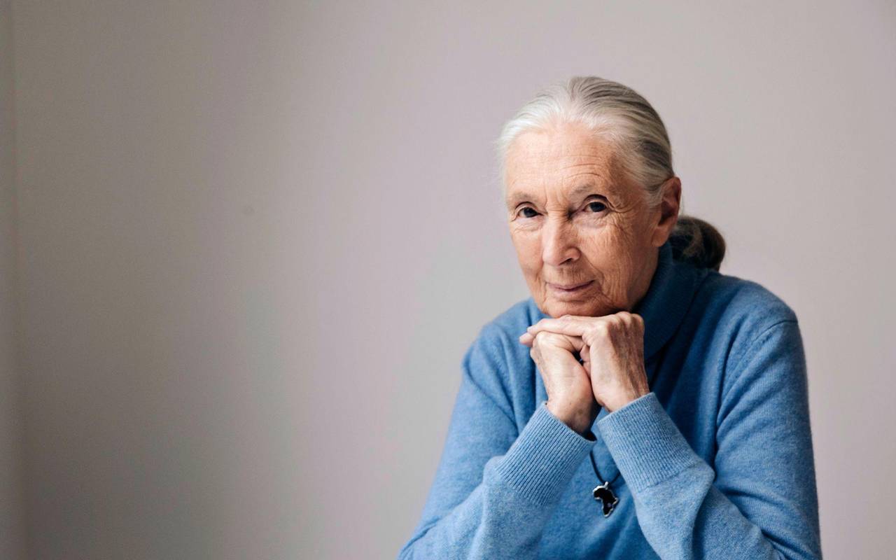 Berühmte Primatenforscherin Goodall gestorben