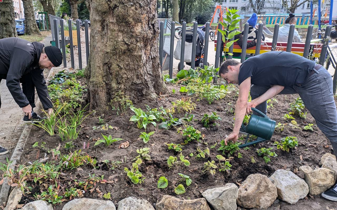 Die Nachbarschaftsinitiative "Hermann blüht auf" gestaltet den Hermannplatz in Flingern-Nord mit Baumscheibenbepflanzungen und Hochbeeten aus heimischen, insektenfreundlichen Pflanzen.