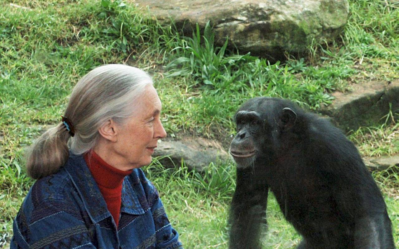 Primaten-Forscherin Jane Goodall ist tot