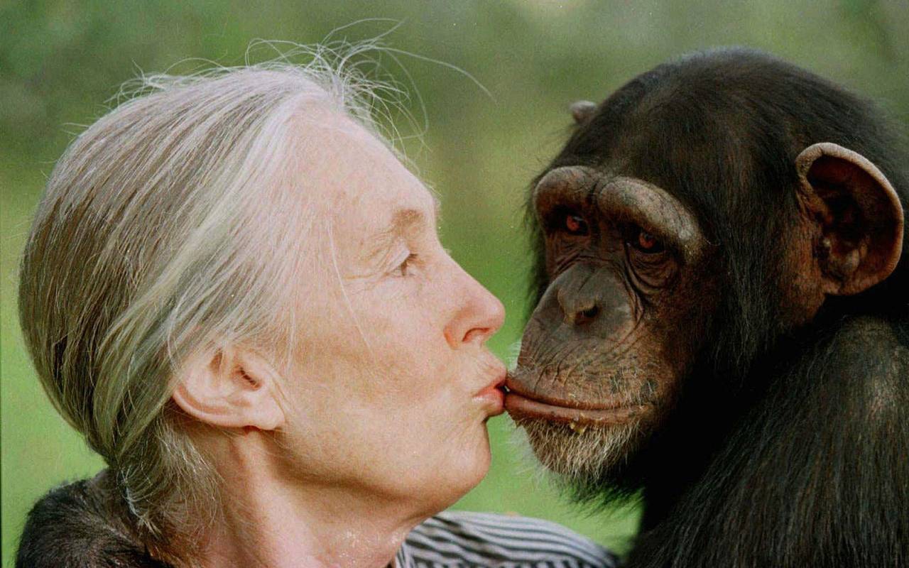 Berühmte Primatenforscherin Goodall gestorben