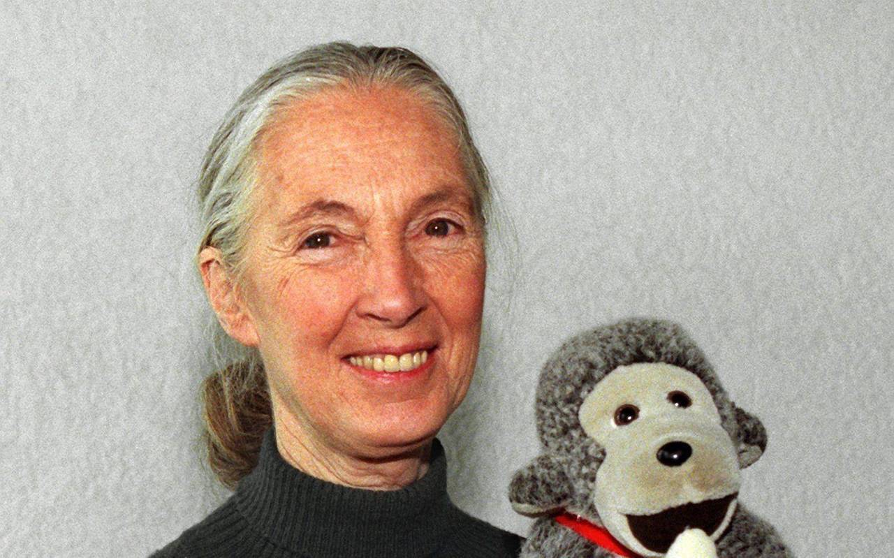 Primaten-Forscherin Jane Goodall ist tot