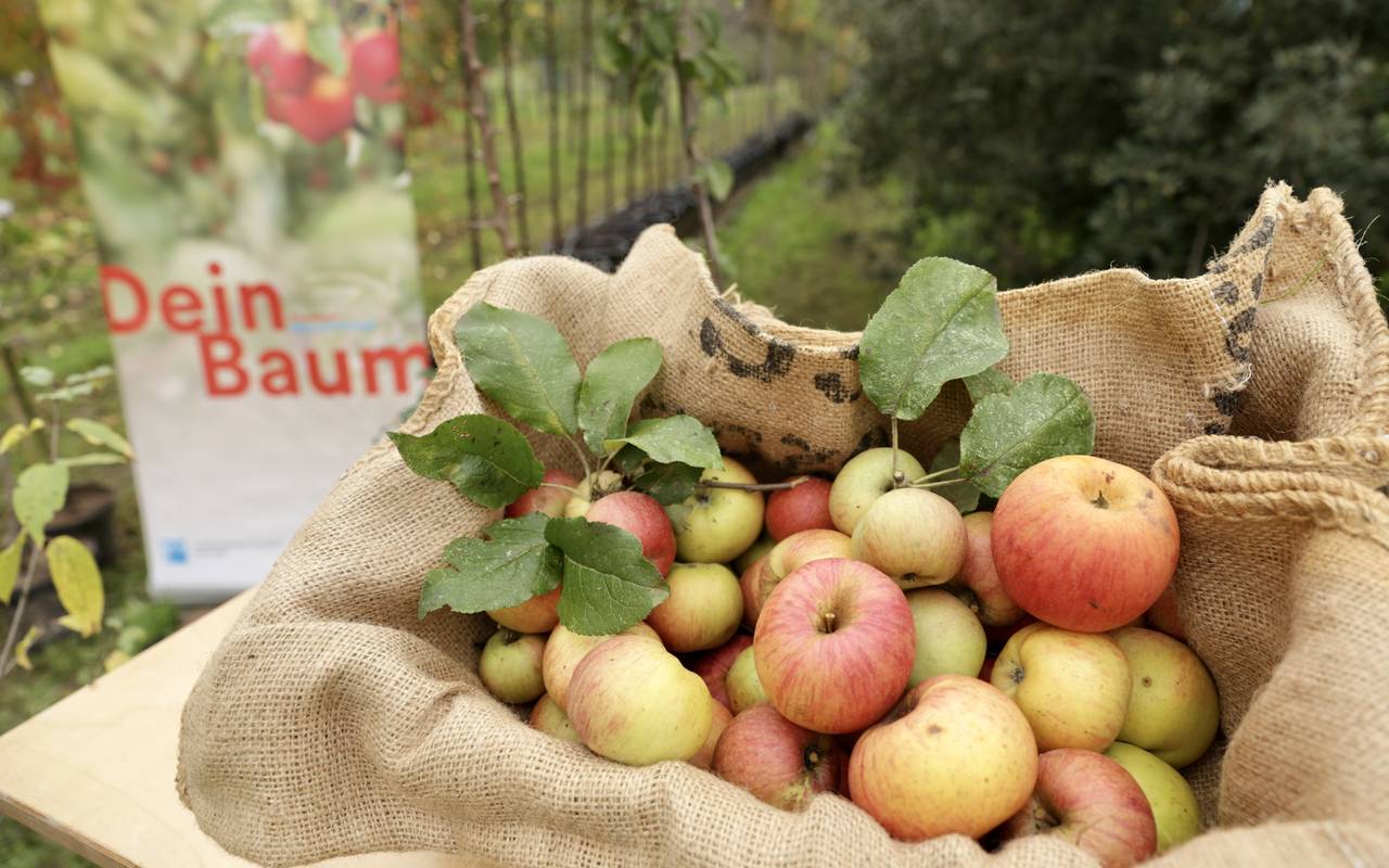 Auf einem Feld der städtischen Baumschule steht ein Sack mit frisch gepflückten Äpfeln. Damit wirbt die Stadt für die Aktion "Dein Baum", zu der im Hintergrund auch ein Plakat zu sehen ist.