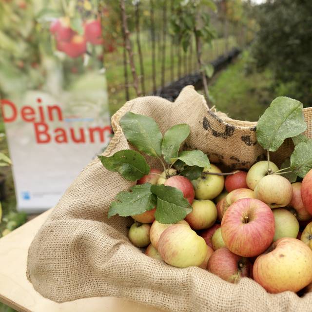 Auf einem Feld der städtischen Baumschule steht ein Sack mit frisch gepflückten Äpfeln. Damit wirbt die Stadt für die Aktion "Dein Baum", zu der im Hintergrund auch ein Plakat zu sehen ist.