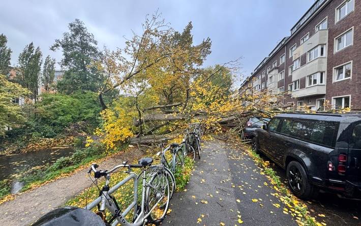 50 Meter Baum stürzt auf Fahrbahn