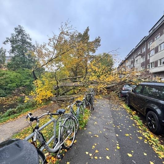 50 Meter Baum stürzt auf Fahrbahn