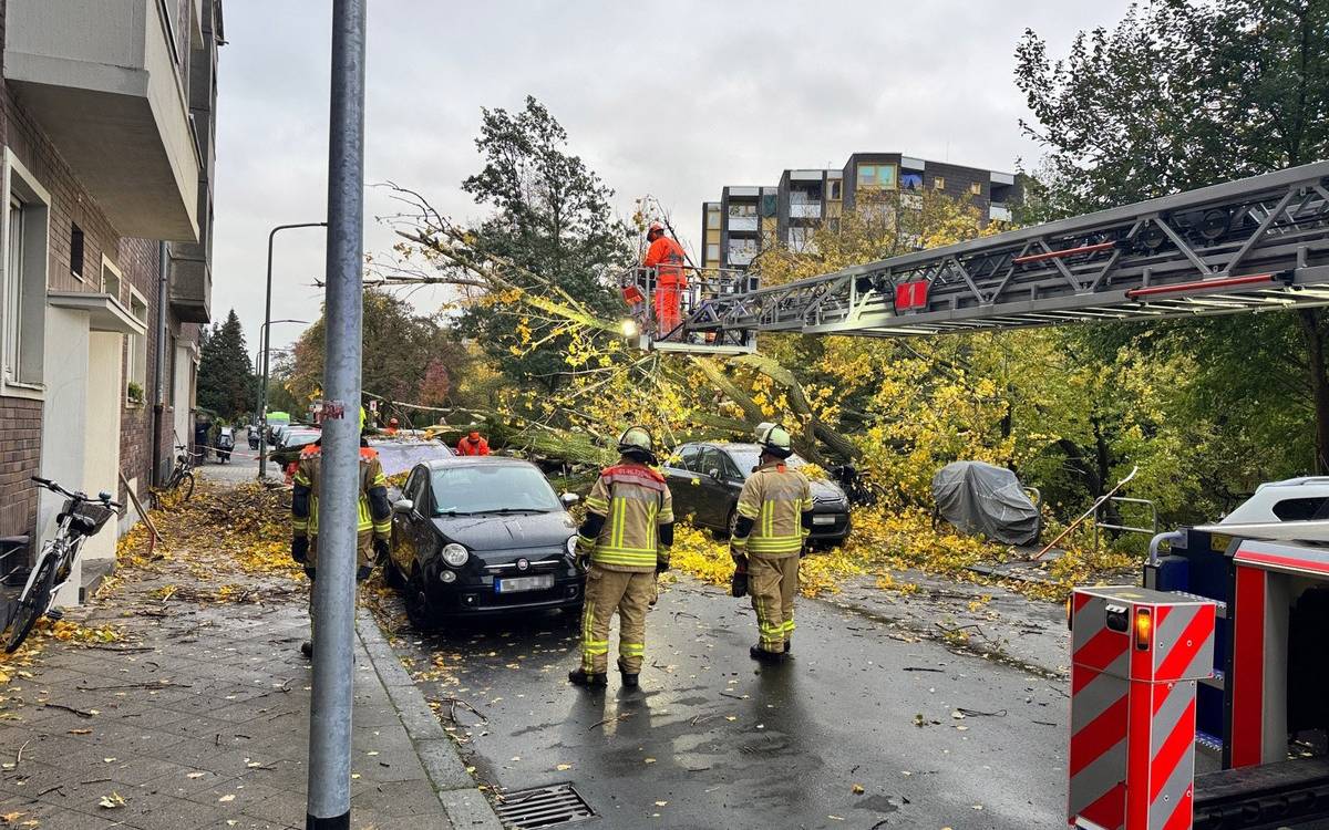Feuerwehrleute stehen auf einer Straße, im Hintergrund ist ein 50 Meter hoher Baum, der umgekippt ist.