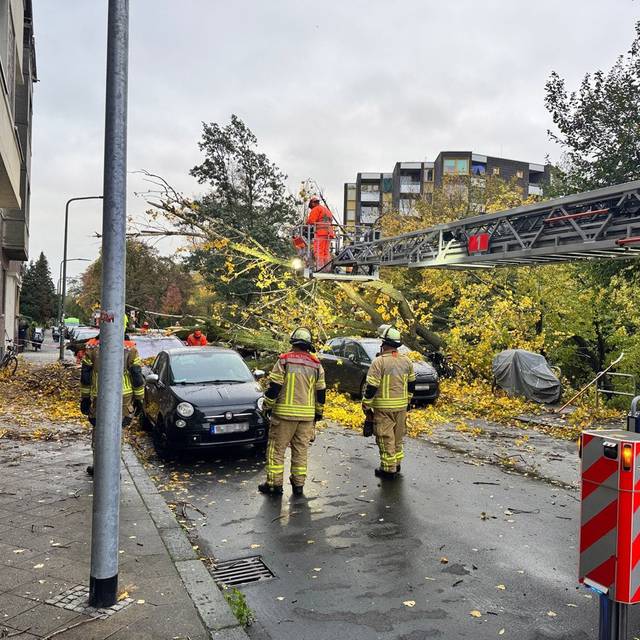 Feuerwehrleute stehen auf einer Straße, im Hintergrund ist ein 50 Meter hoher Baum, der umgekippt ist.