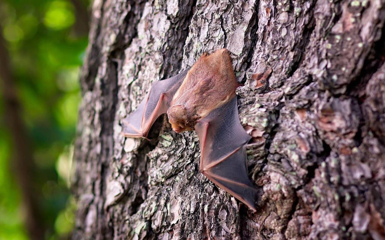 Eine Fledermaus hängt kopfüber an einem Baum.
