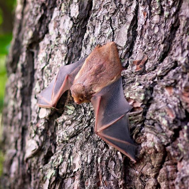 Eine Fledermaus hängt kopfüber an einem Baum.