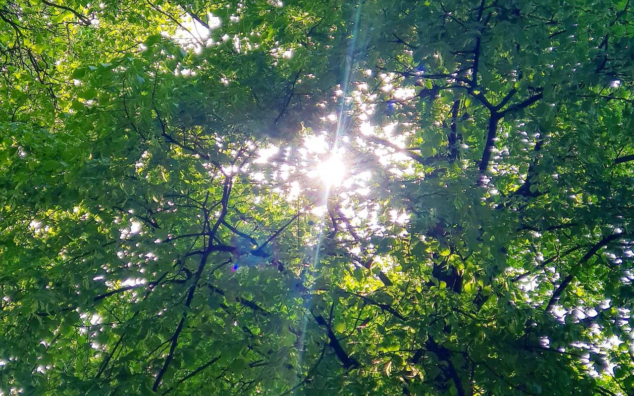 Bäume von unten, Sonne scheint durch die Blätter