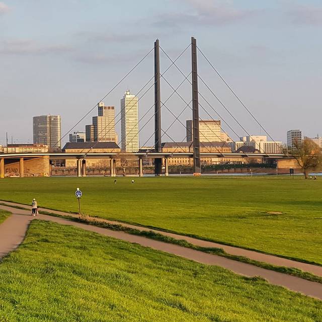 Ein Blick auf die Rheinkniebrücke von der Oberkasseler Seite aus.