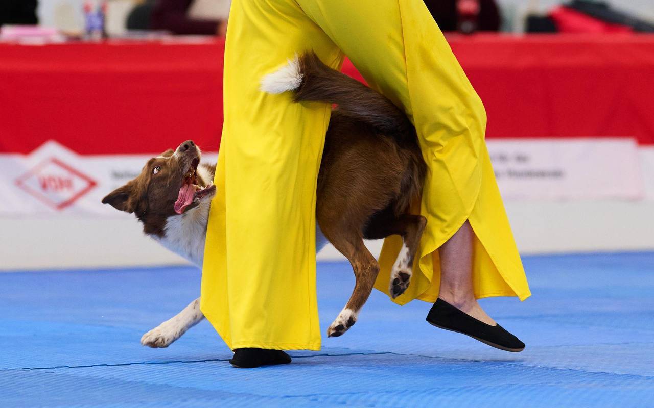 Meisterschaft im Dog Dancing auf Messe «Hund & Pferd»
