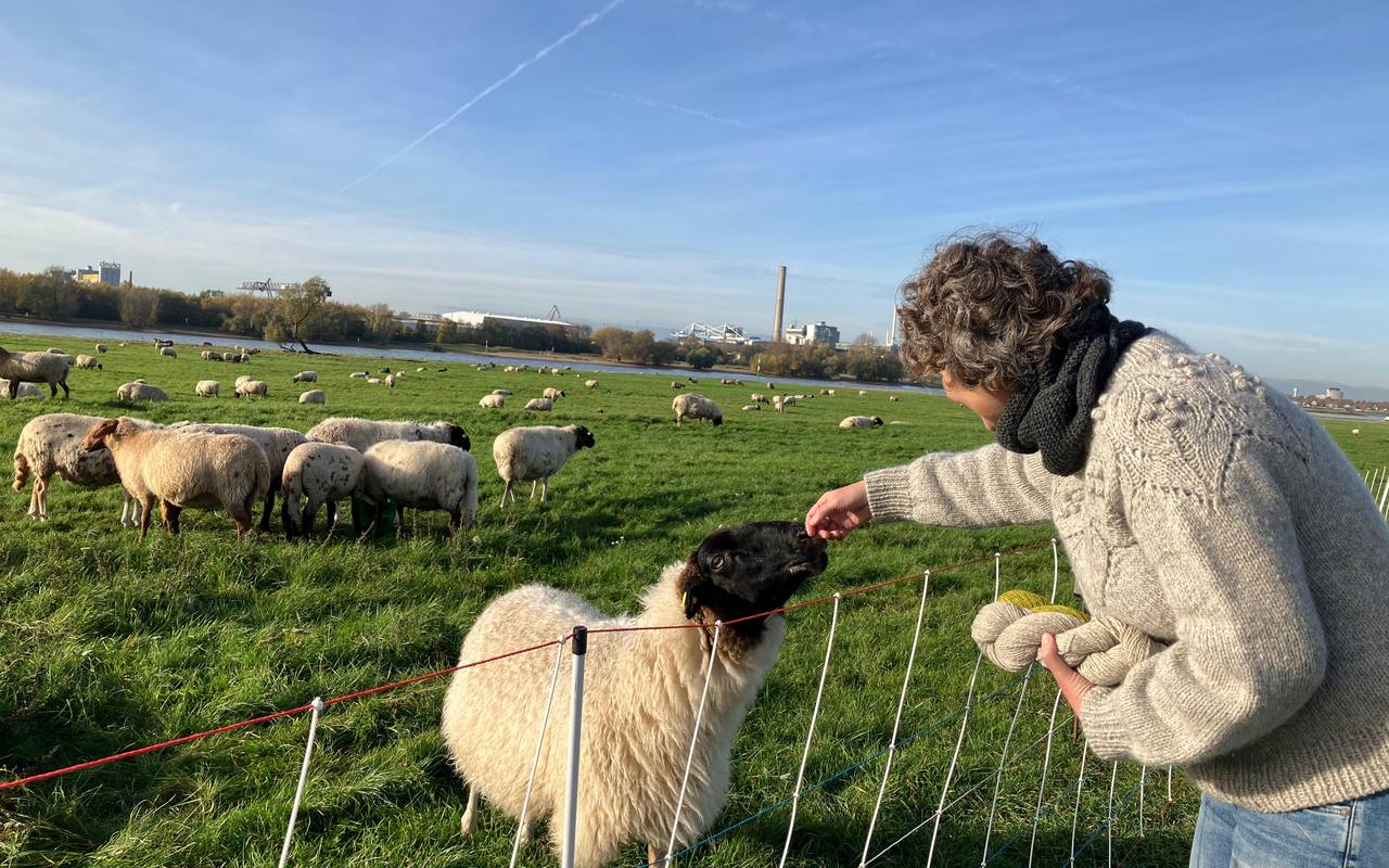 Eine Frau streichelt ein Schaf auf den Düsseldorfer Rheinwiesen