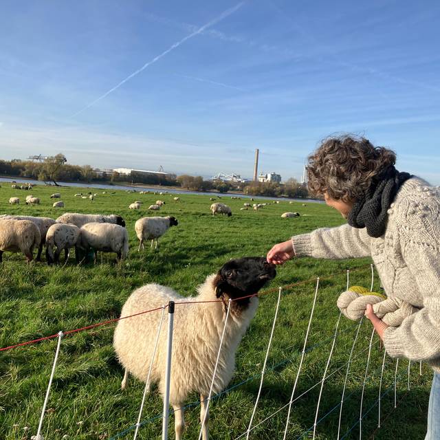 Eine Frau streichelt ein Schaf auf den Düsseldorfer Rheinwiesen