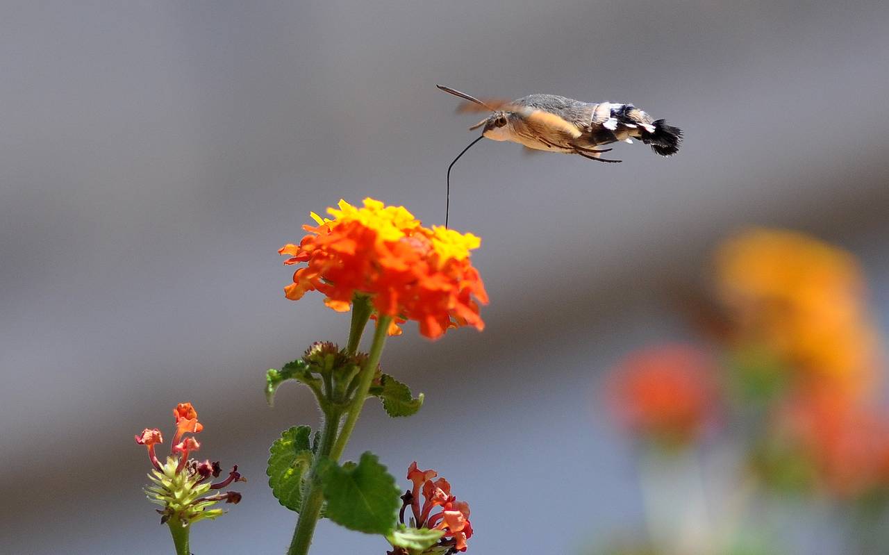 Das Bild eines Taubenschwänzchens vor einer Blume