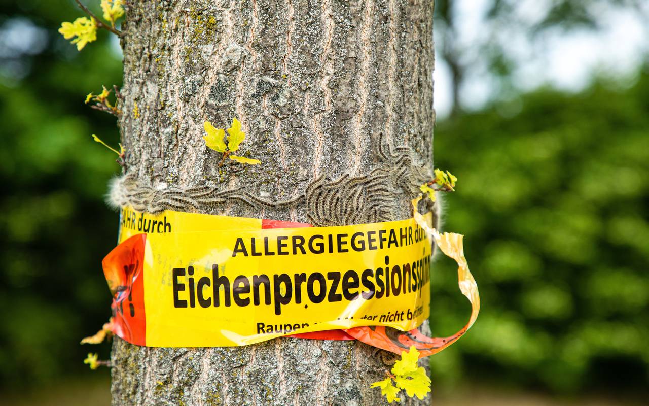 Eichenprozessionsspinner