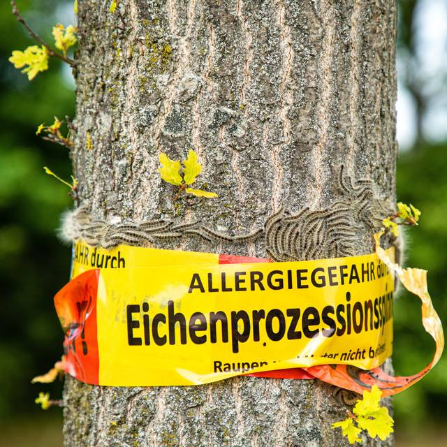 Eichenprozessionsspinner