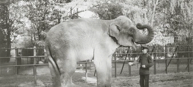 Ein Elefant im Düsseldorfer Zoopark