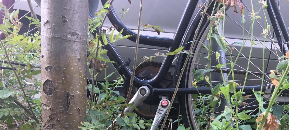 Hitze in Düsseldorf: Auch Pflanzen haben zu kämpfen
