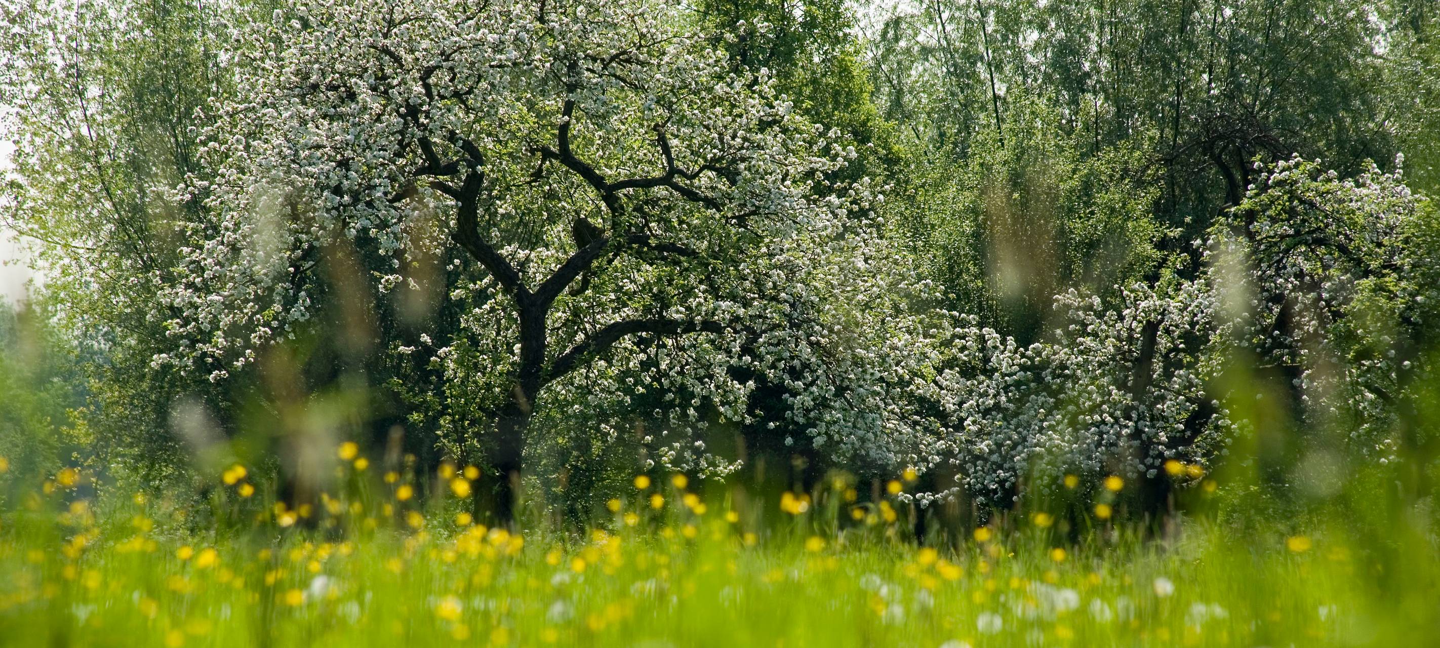 Obstbäume in den Urdenbacher Kämpen.
