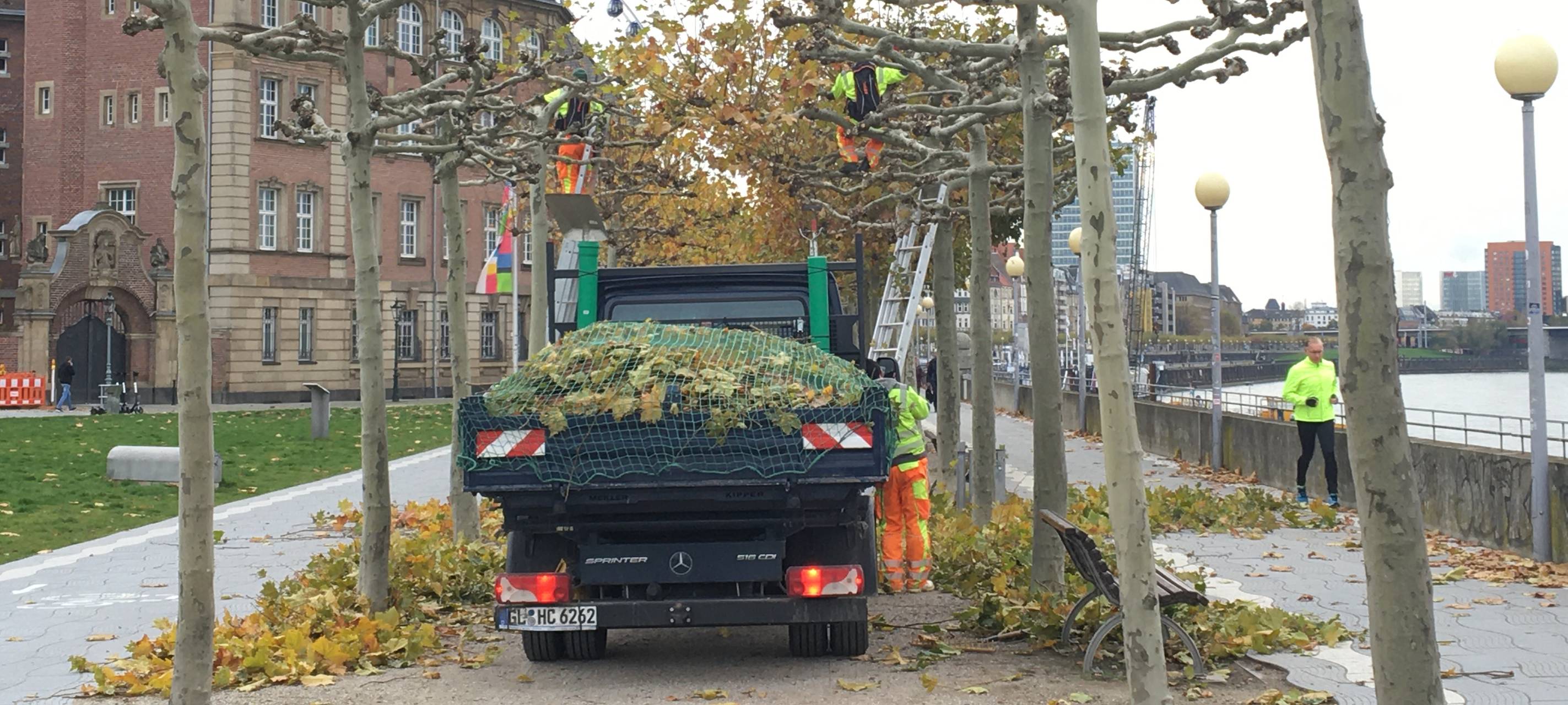 1800 Platanen werden beschnitten