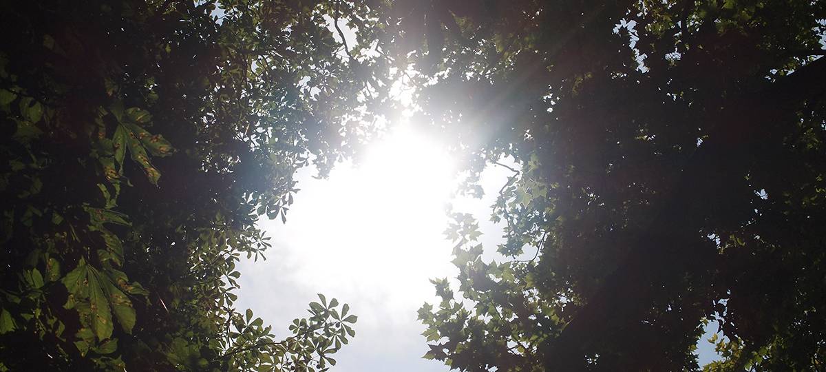 Urbane Stadtwälder für Düsseldorf