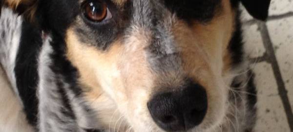 Polizei: Keine Hundeköder im Grafenberger Wald