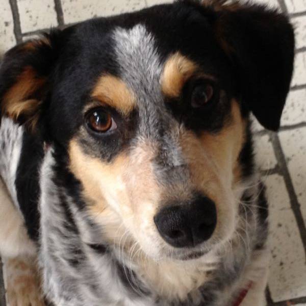 hundesteuer neues digitales angebot der stadt dusseldorf antenne dusseldorf