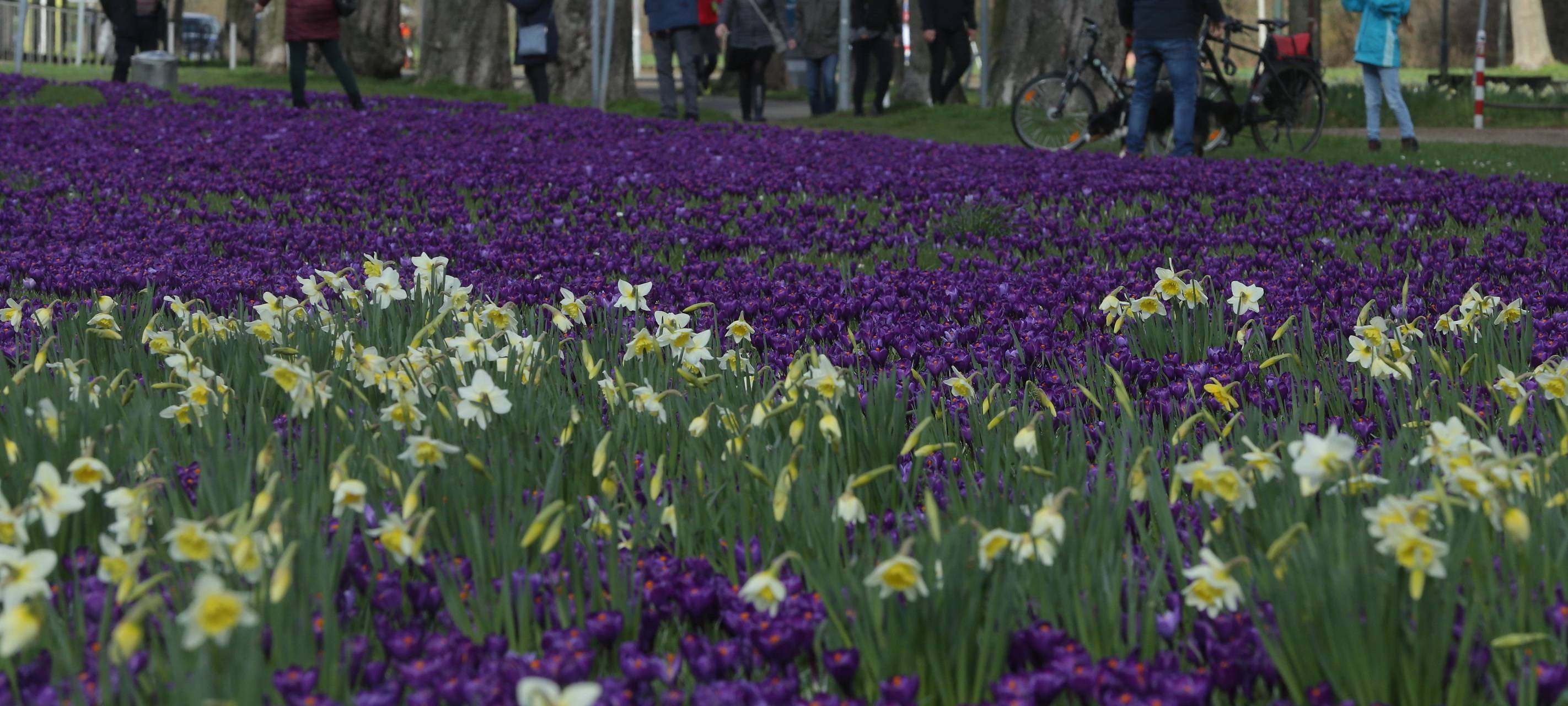 7 Millionen Krokusse am Rhein
