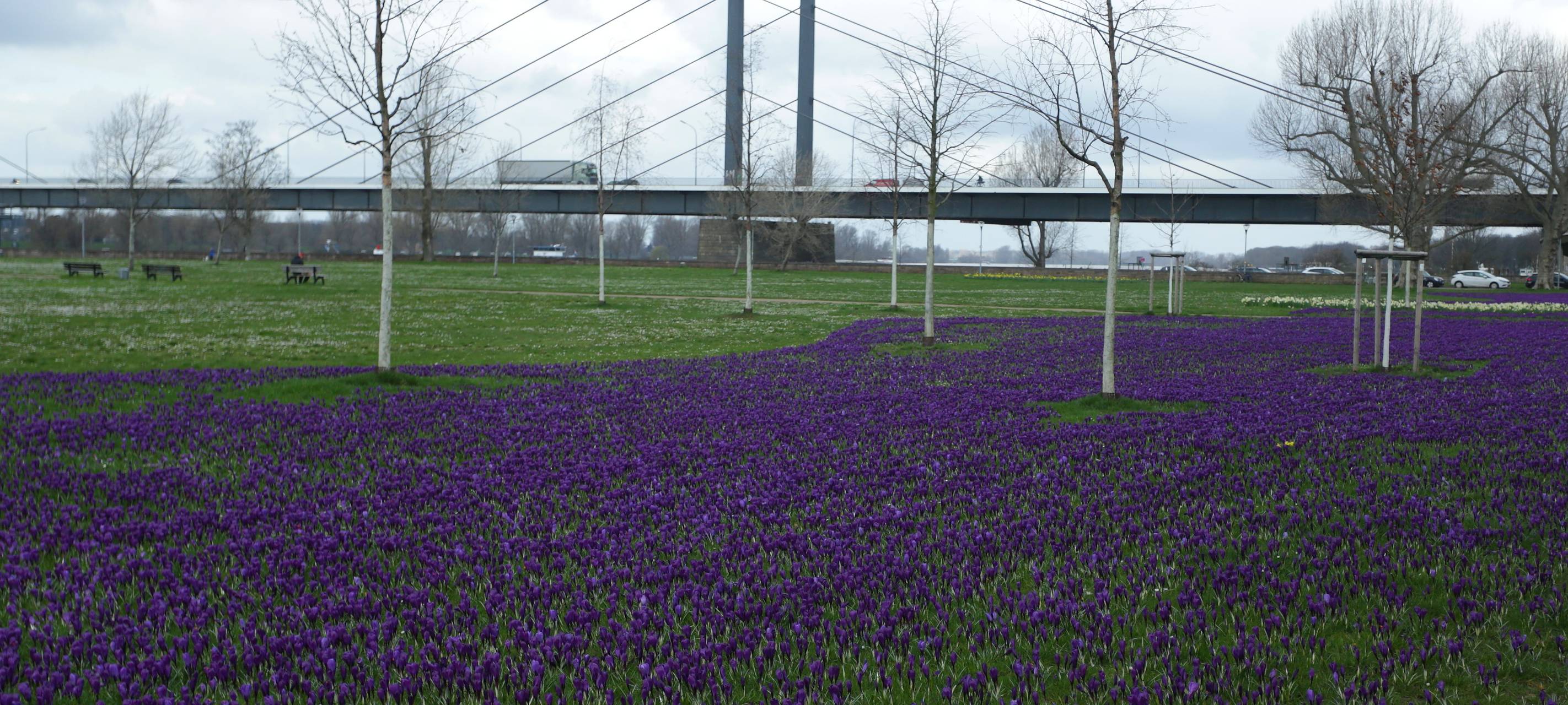 Das Blaue Band im Rheinpark. Millionen Krokusse blühen.