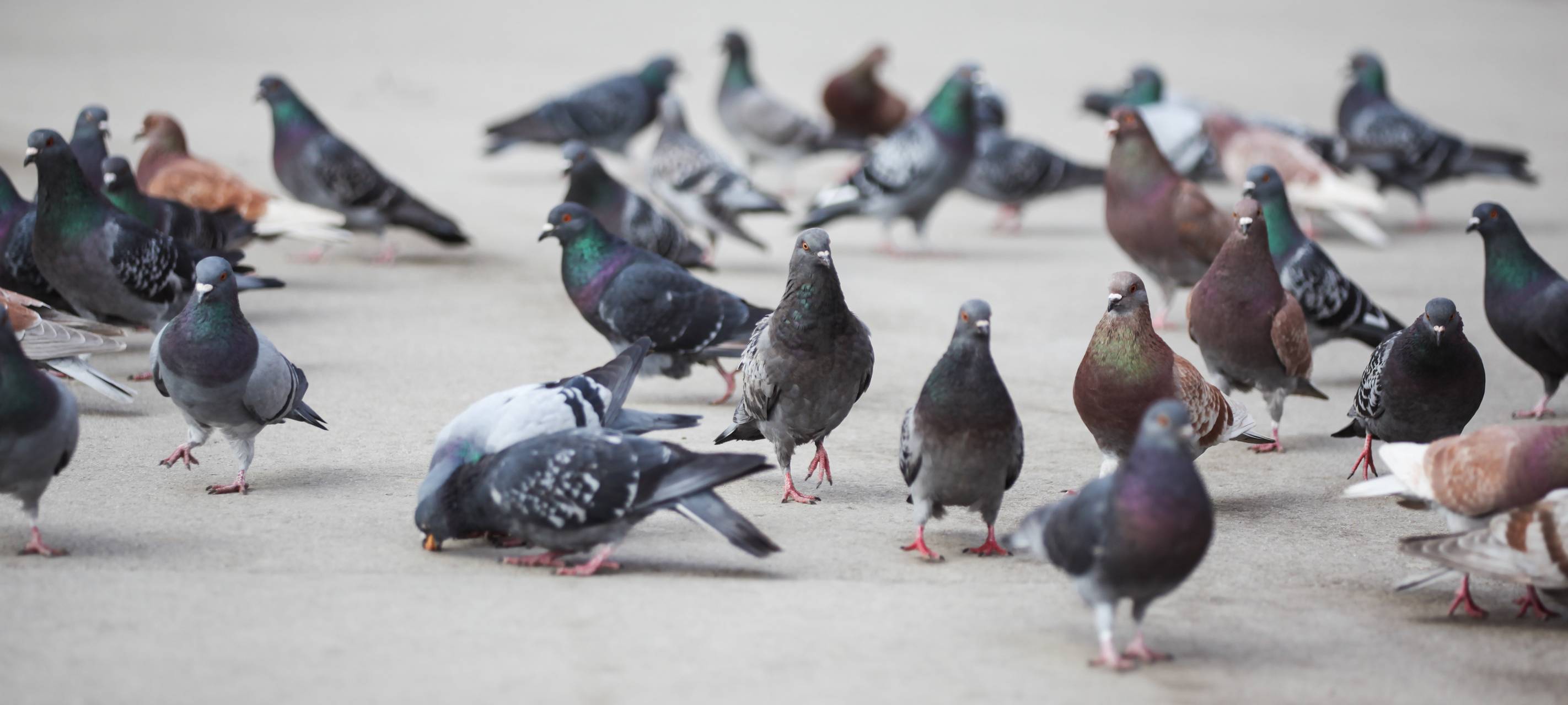Düsseldorf: Maßnahmen gegen Tauben- und Gänseplage