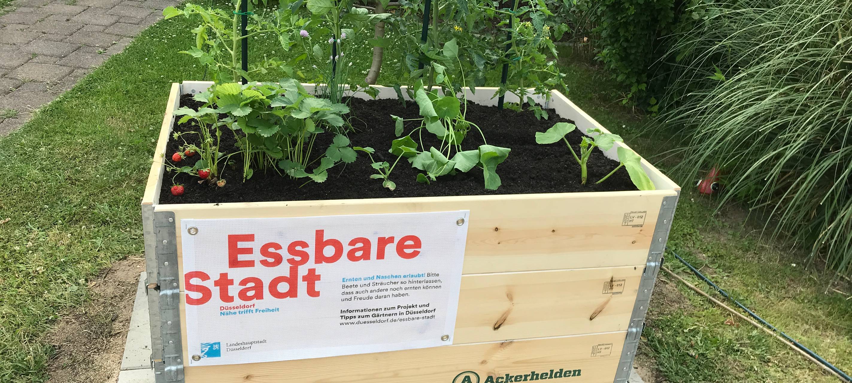 Düsseldorf: Stadt vergibt Hochbeete zum gemeinsamen Bepflanzen