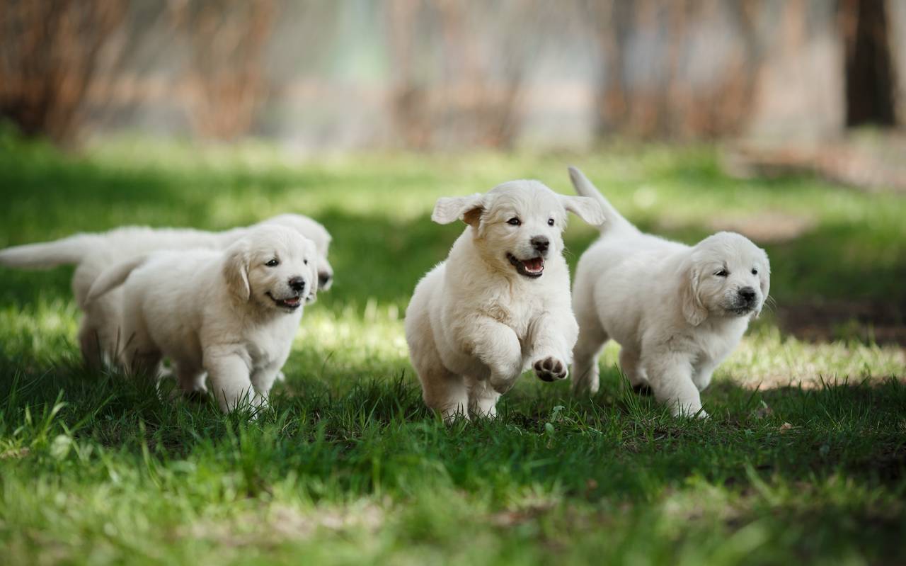 hundesteuer neues digitales angebot der stadt dusseldorf antenne dusseldorf