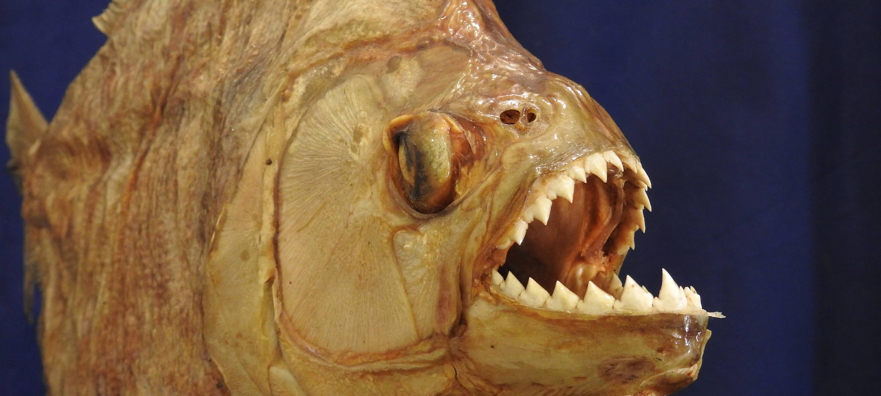 Düsseldorfer Museen öffnen wieder