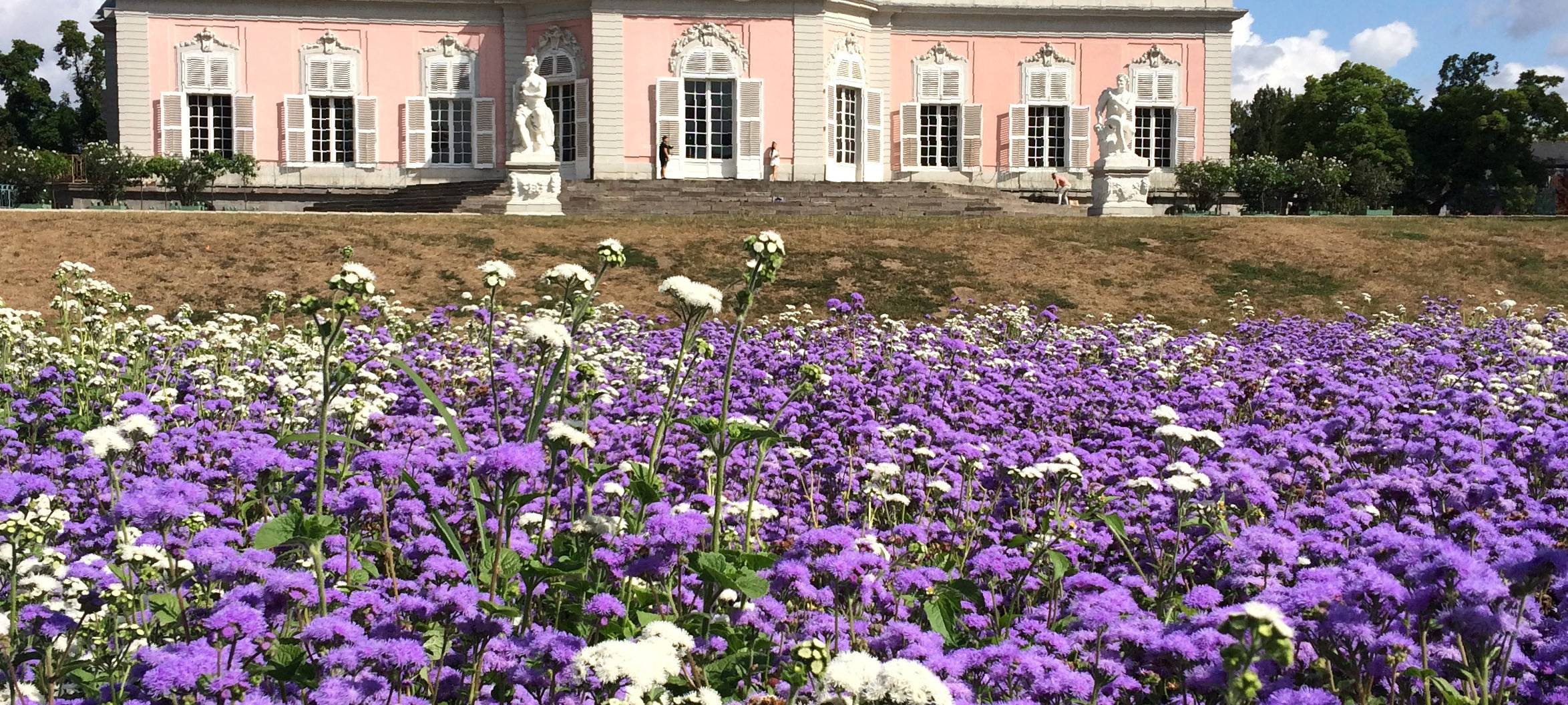 Lila Blumen. Im Hintergrund ist Schloss Benrath zu erkennen.