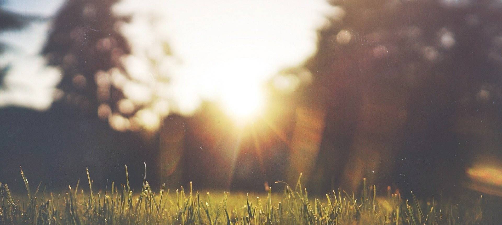 Grüner Rasen. Im Hintergrund eine milchige Sonne.