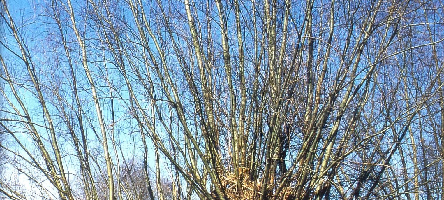 Baumarbeiten in Düsseldorfer Naturschutzgebieten