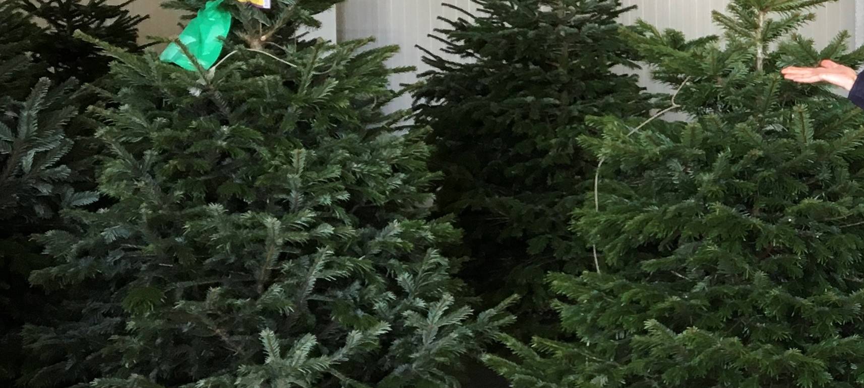 Düsseldorfer kaufen Weihnachtsbäume schon früher