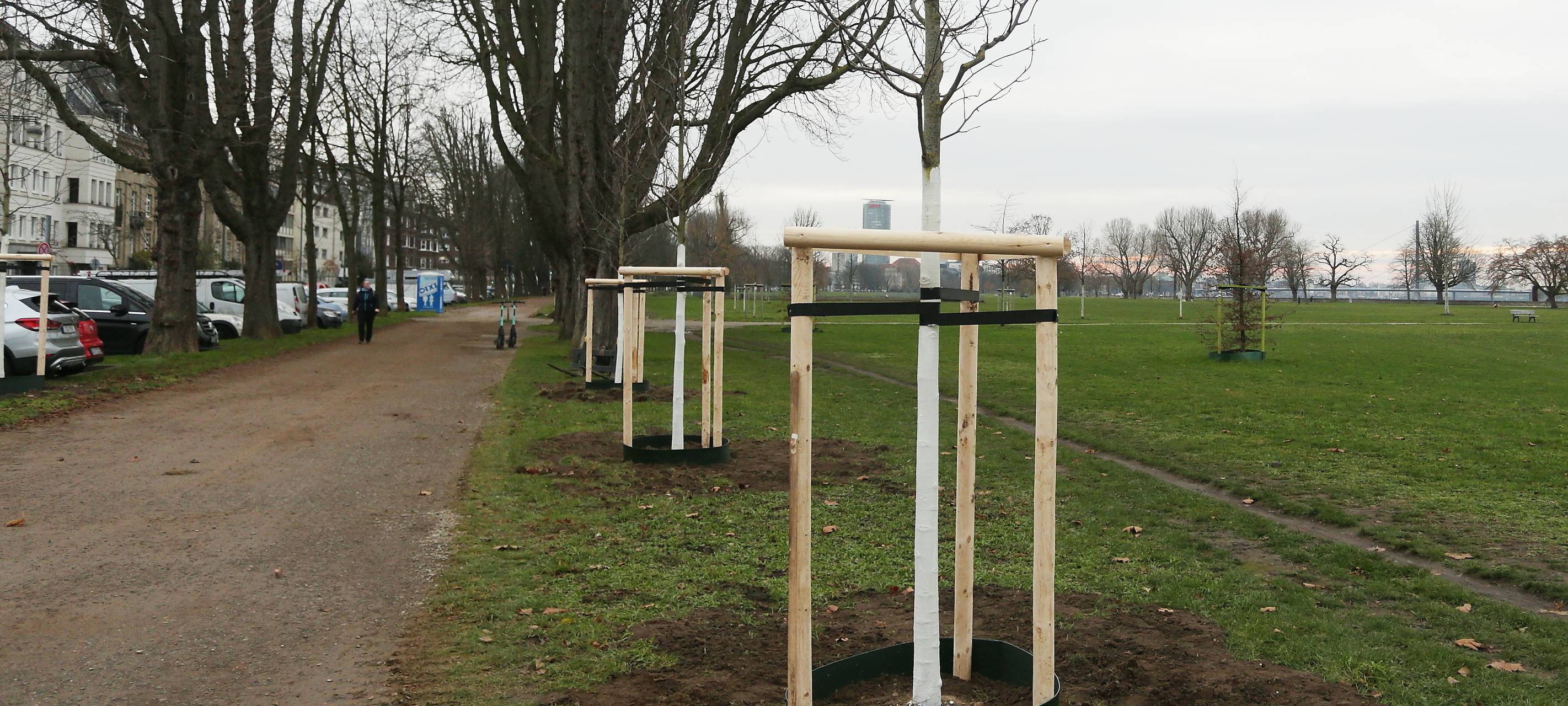 Düsseldorf - Baumpflanzungen auf der Cecilienallee